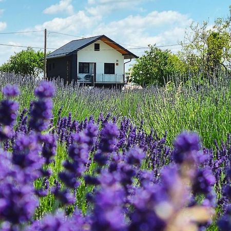 Vacation Home - Nest Kalnik 外观 照片
